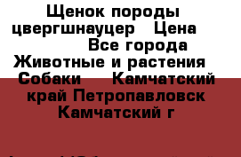 Щенок породы  цвергшнауцер › Цена ­ 30 000 - Все города Животные и растения » Собаки   . Камчатский край,Петропавловск-Камчатский г.